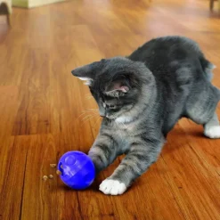 Aktivointipallo Cat lila>Kong New