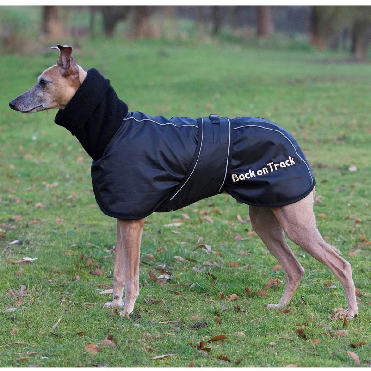 Whippet-takki>Back on Track Hot