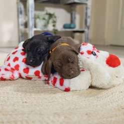 Cuddle Toy Suki XL>Beeztees New