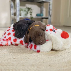 Cuddle Toy Suki XL>Beeztees New