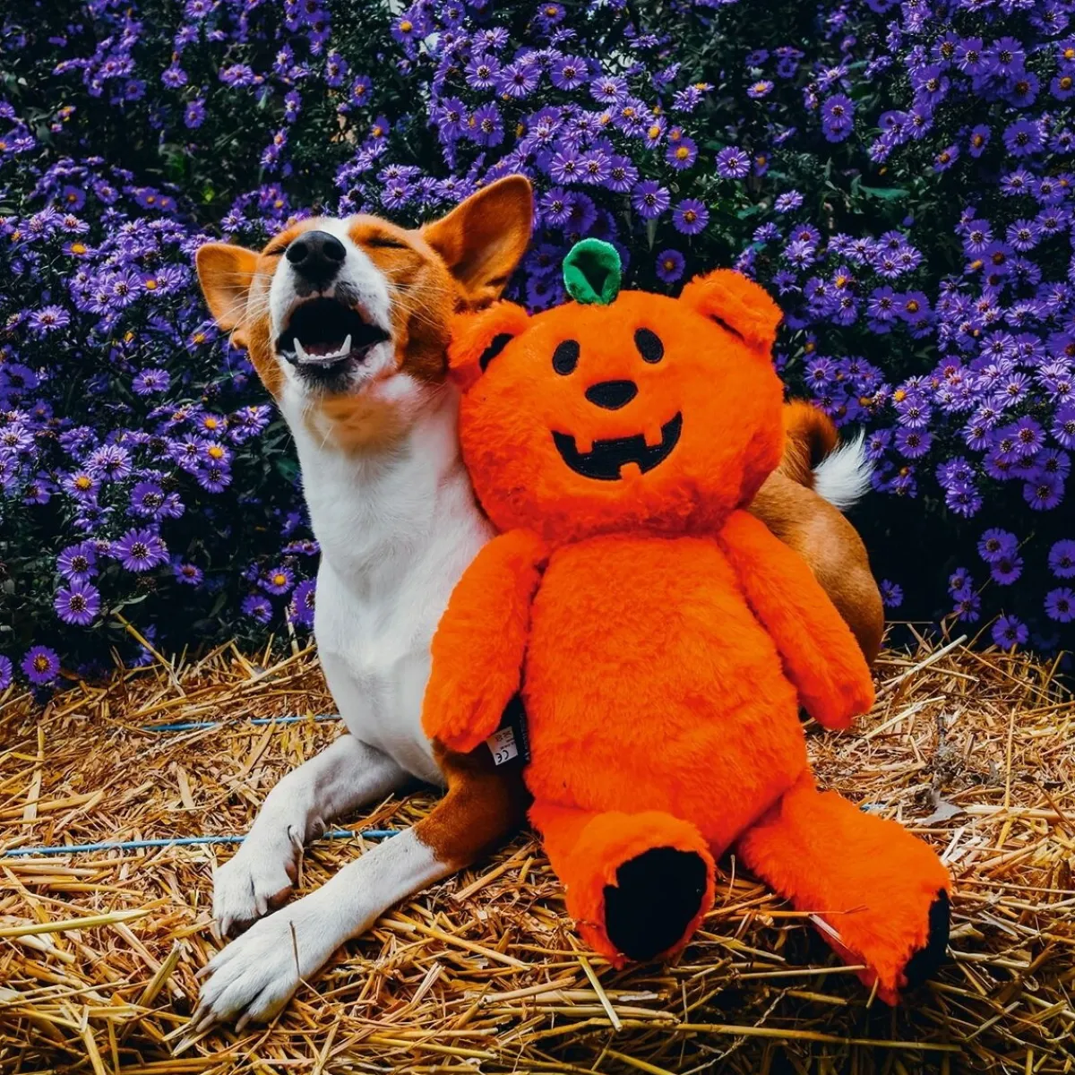 Halloween Pumpkin Bear>Beeztees Hot