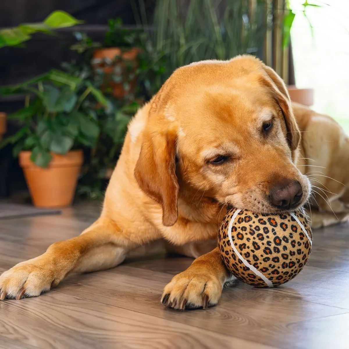 Jungle Tennis Ball Panther>Beeztees