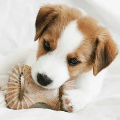 Puppy 2 kpl - Dental Chew/Wishbone Bacon Tiny>Benebone Outlet