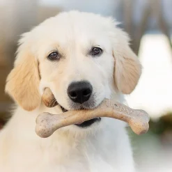 Puppy Wishbone Bacon>Benebone Outlet