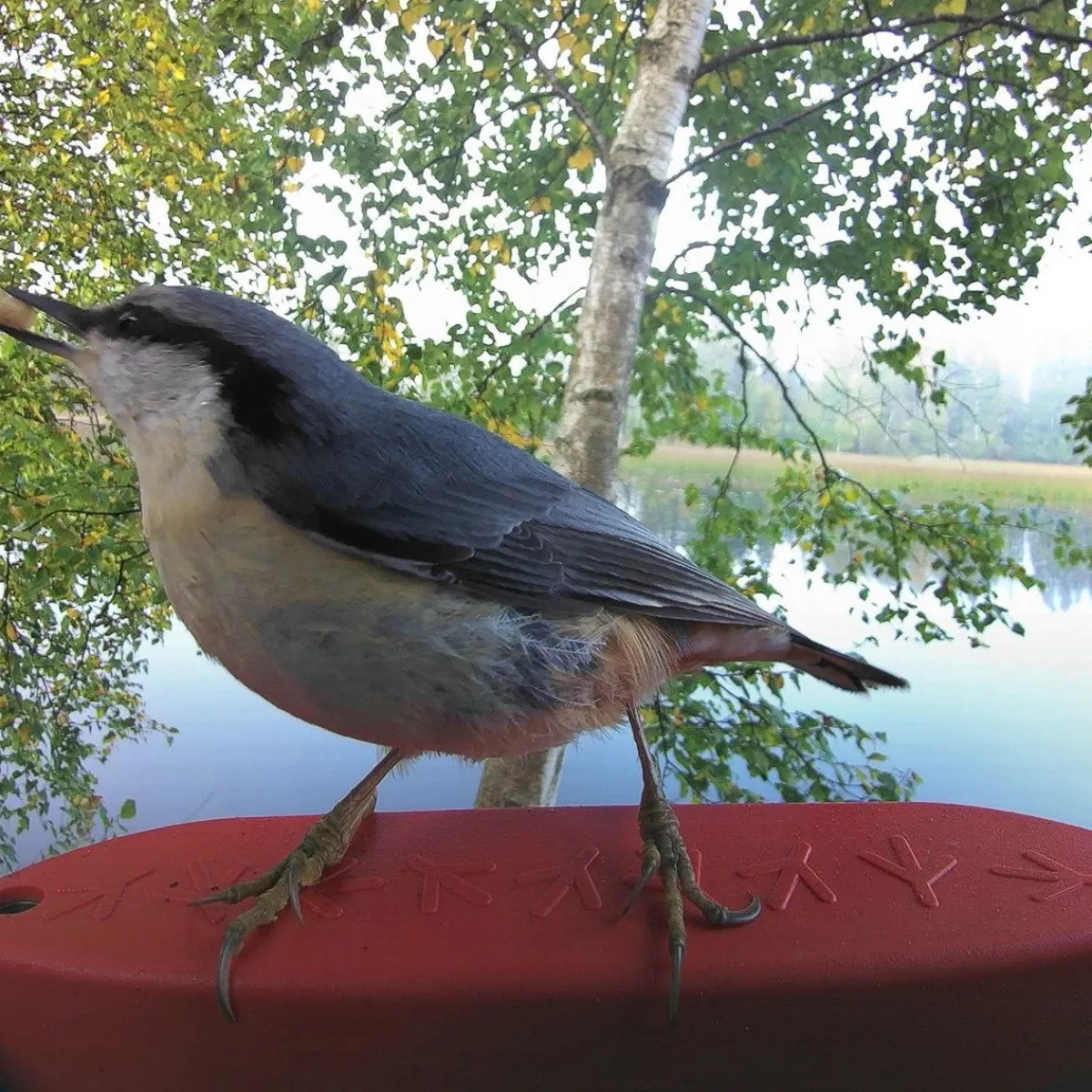 Bird Buddy -lintulauta kameralla>Birdbuddy Outlet