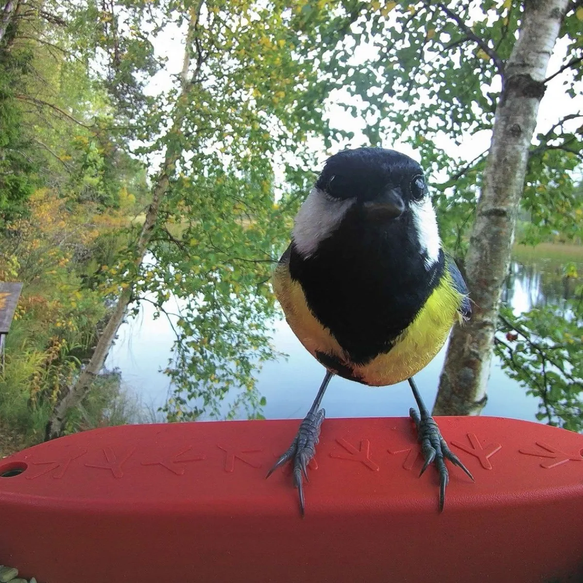 Bird Buddy -lintulauta kameralla>Birdbuddy Outlet