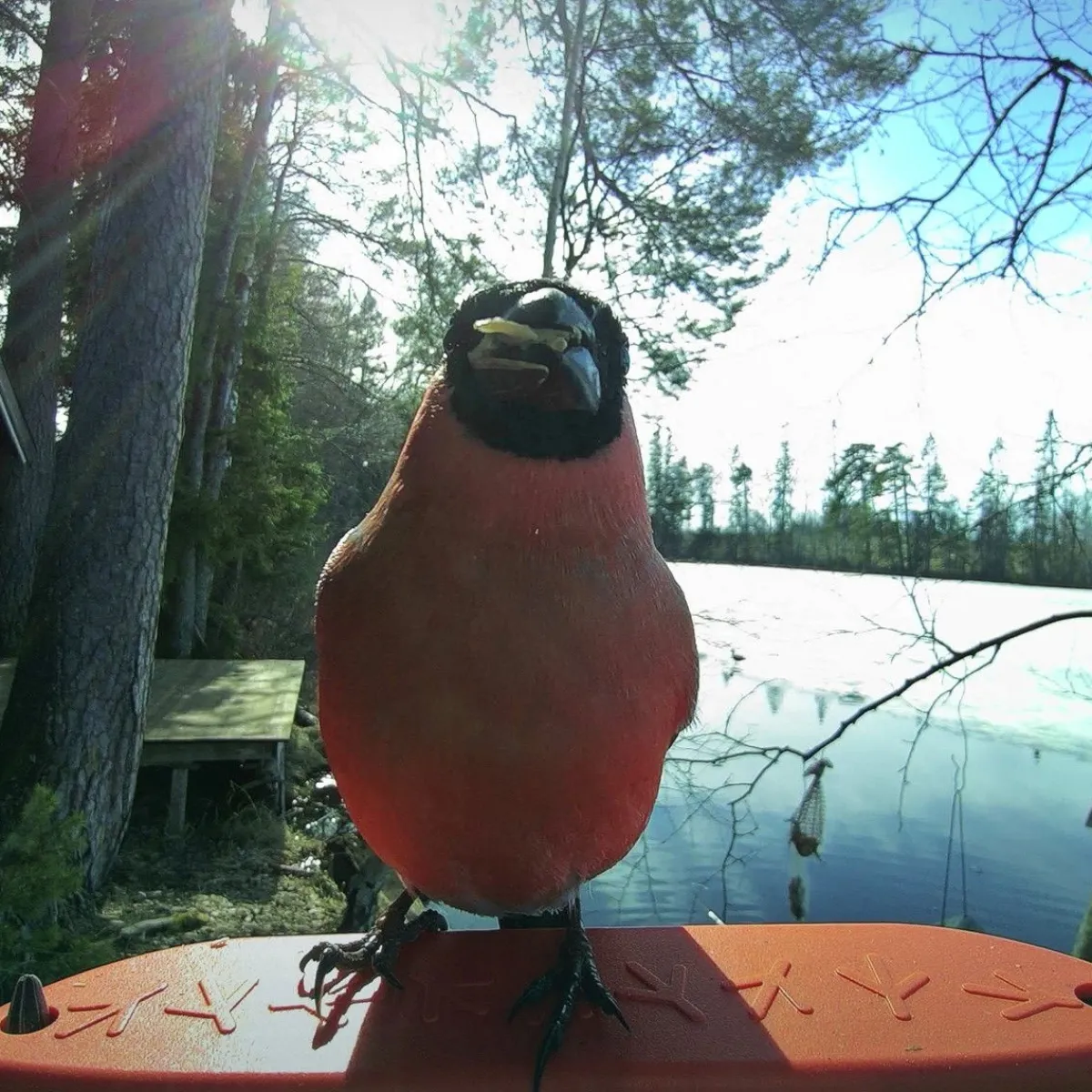 Bird Buddy -lintulauta kameralla>Birdbuddy Outlet