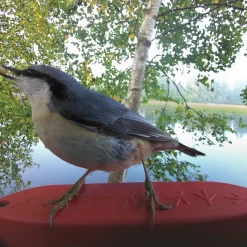 Bird Buddy -lintulauta kameralla>Birdbuddy Outlet