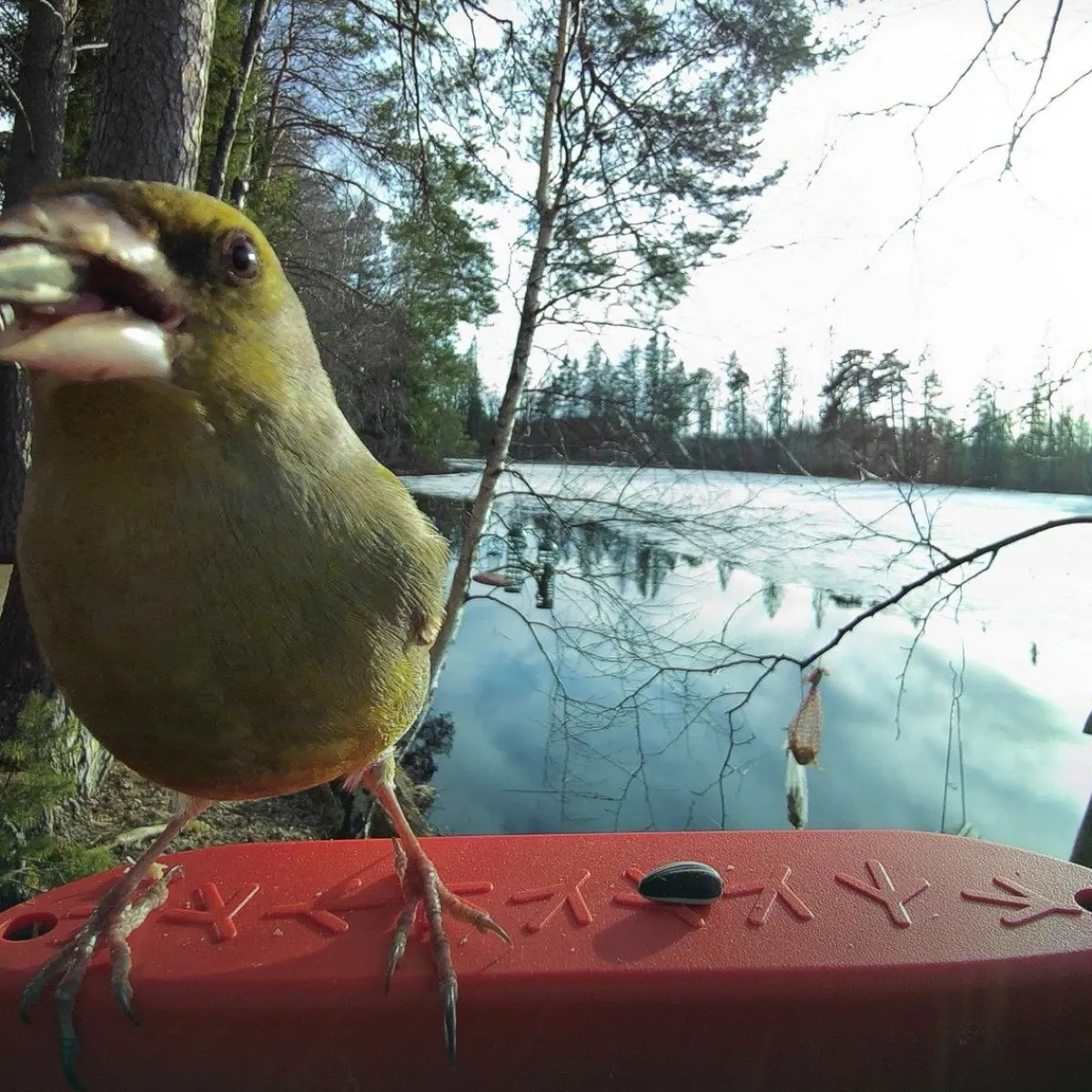 Bird Buddy -lintulauta kameralla>Birdbuddy Outlet