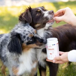 Care Probiotic 150 g>Buddy New