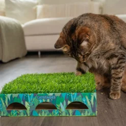 Grass Patch Hunting laatikko>Catstages Best