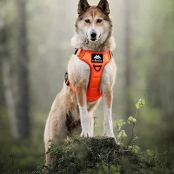 Tactical valjaat koiralle, Rescue Orange>Cerberos Discount