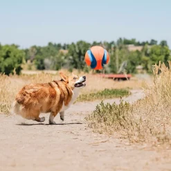 Kick Fetch -jalkapallo>Chuckit Sale