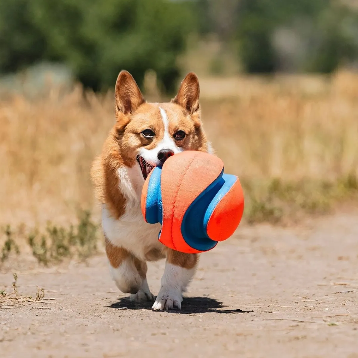 Kick Fetch -jalkapallo>Chuckit Sale