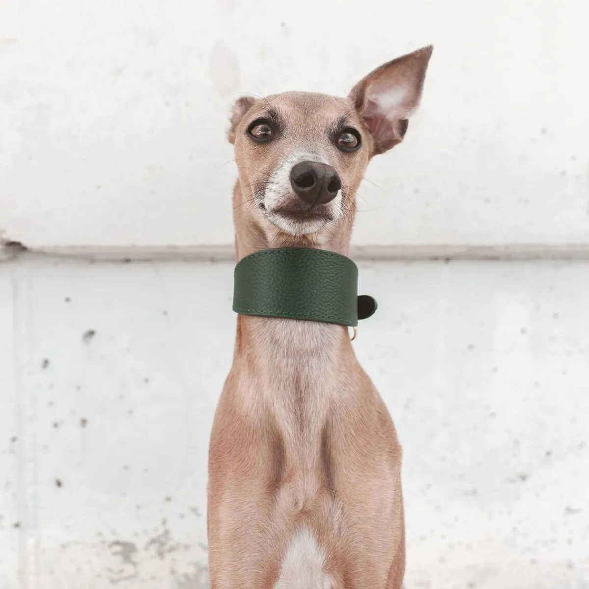 leveä solkipanta, tummanvihreä>Collar of Sweden Best