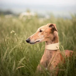 solkipanta leveä, beige>Collar of Sweden Clearance