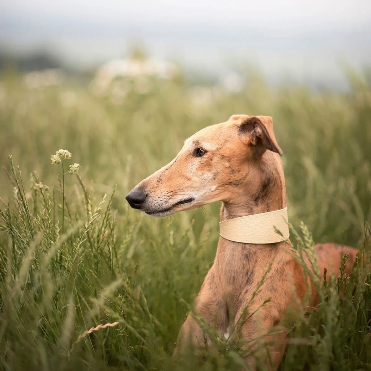 solkipanta leveä, beige>Collar of Sweden Clearance