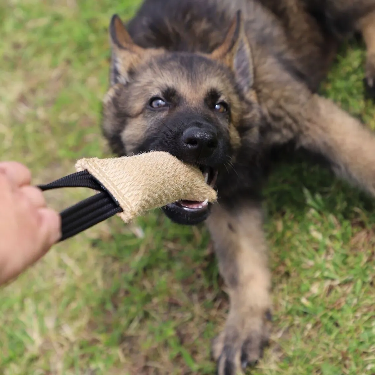 Kamprulle i Jute med 1 Handtag 40 cm>Dingo Gear Discount