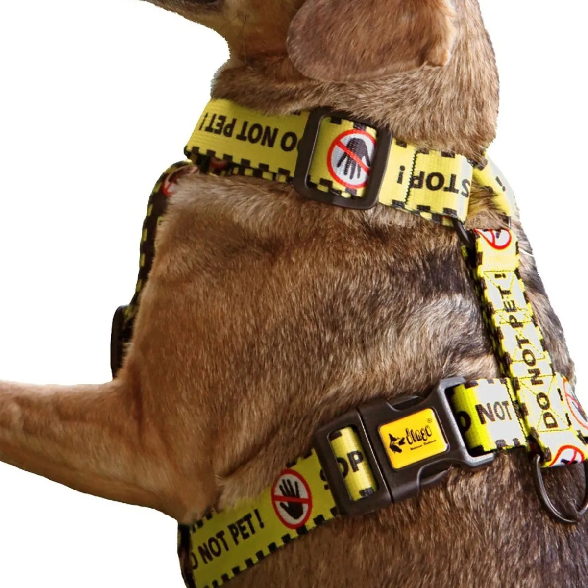 keltainen huomiovaljas Do Not Pet>Dingo Online