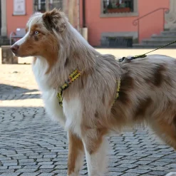 keltainen huomiovaljas Do Not Pet>Dingo Online
