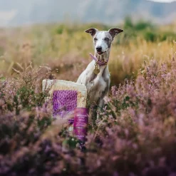 ESSENTIAL HIGHLAND LIVING SMALL BREED 2,5kg>Essential Foods Sale