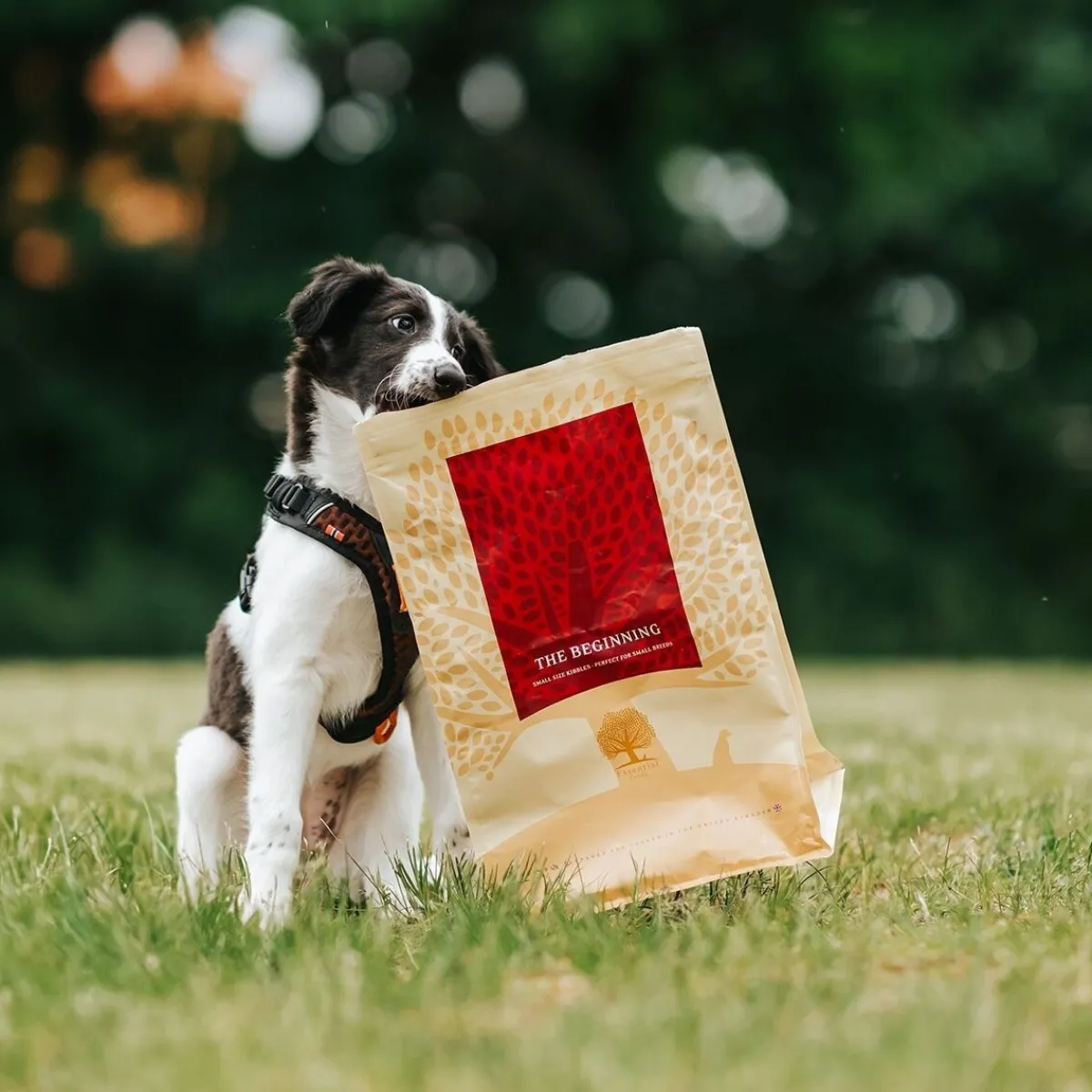ESSENTIAL the BEGINNING SMALL BREED>Essential Foods Hot