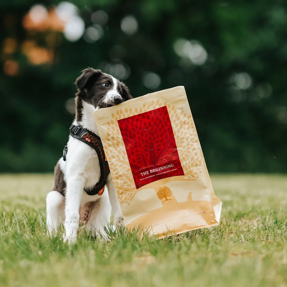 ESSENTIAL the BEGINNING SMALL BREED>Essential Foods Hot