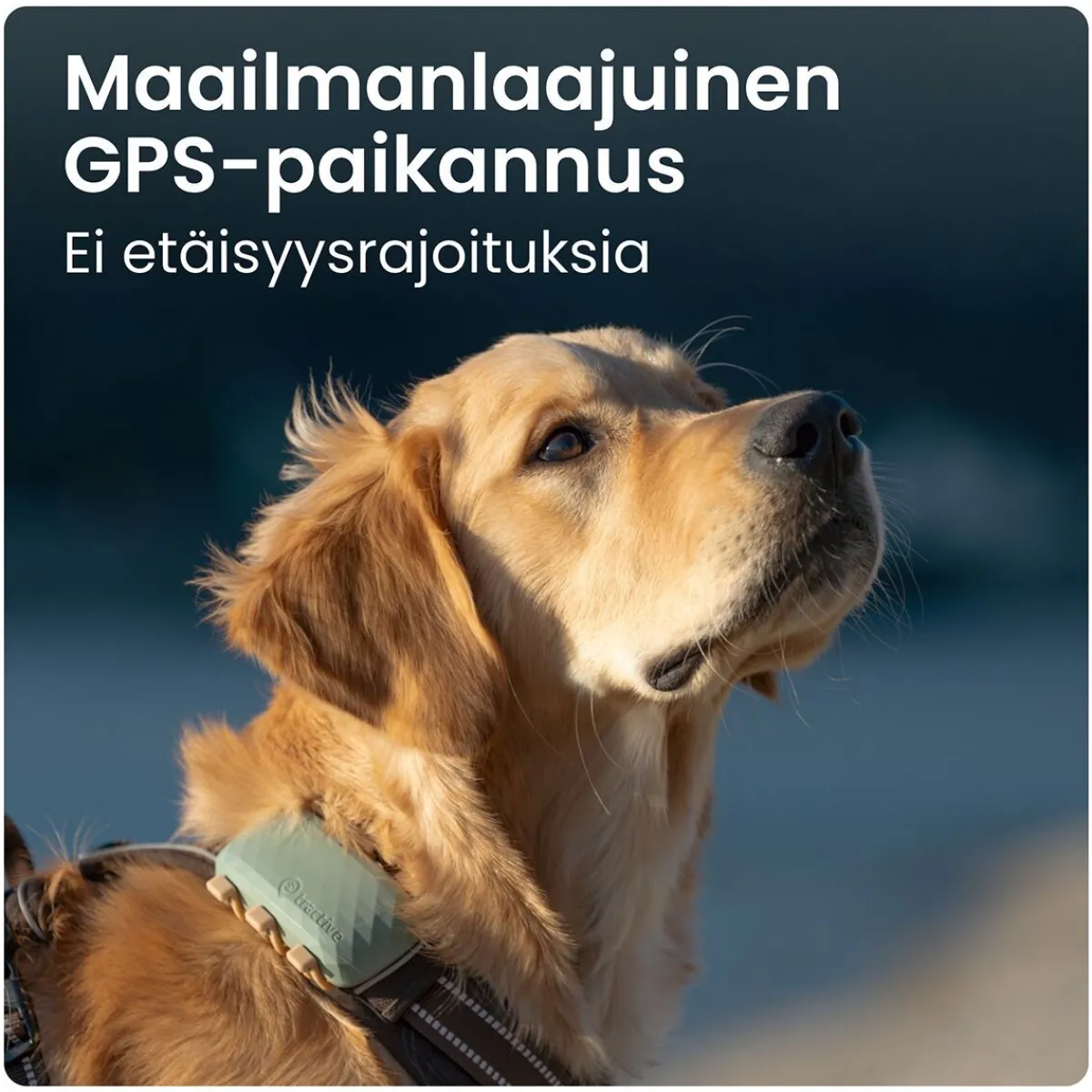 GPS koiralle XL>Tractive Online