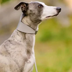 Heijastava panta>Collar of Sweden
