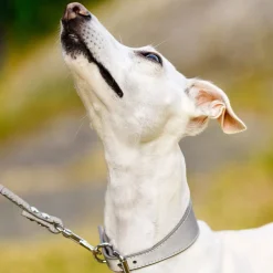 Heijastava panta>Collar of Sweden