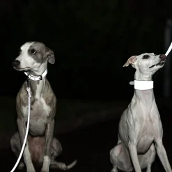Heijastava panta>Collar of Sweden