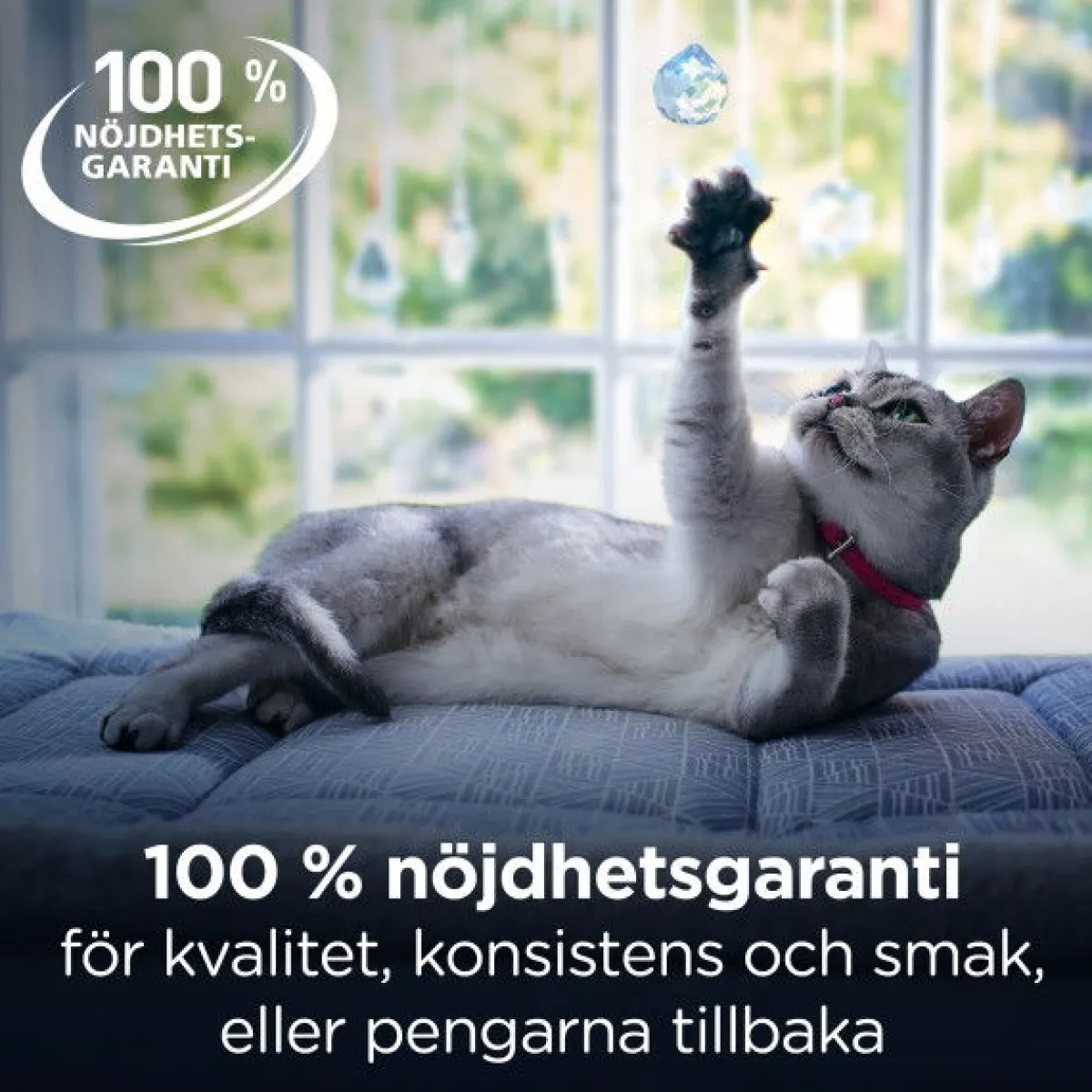 Hill's Diet Cat Gastrointestinal Biome Chicken 82g>Hill's Prescription Diet Clearance