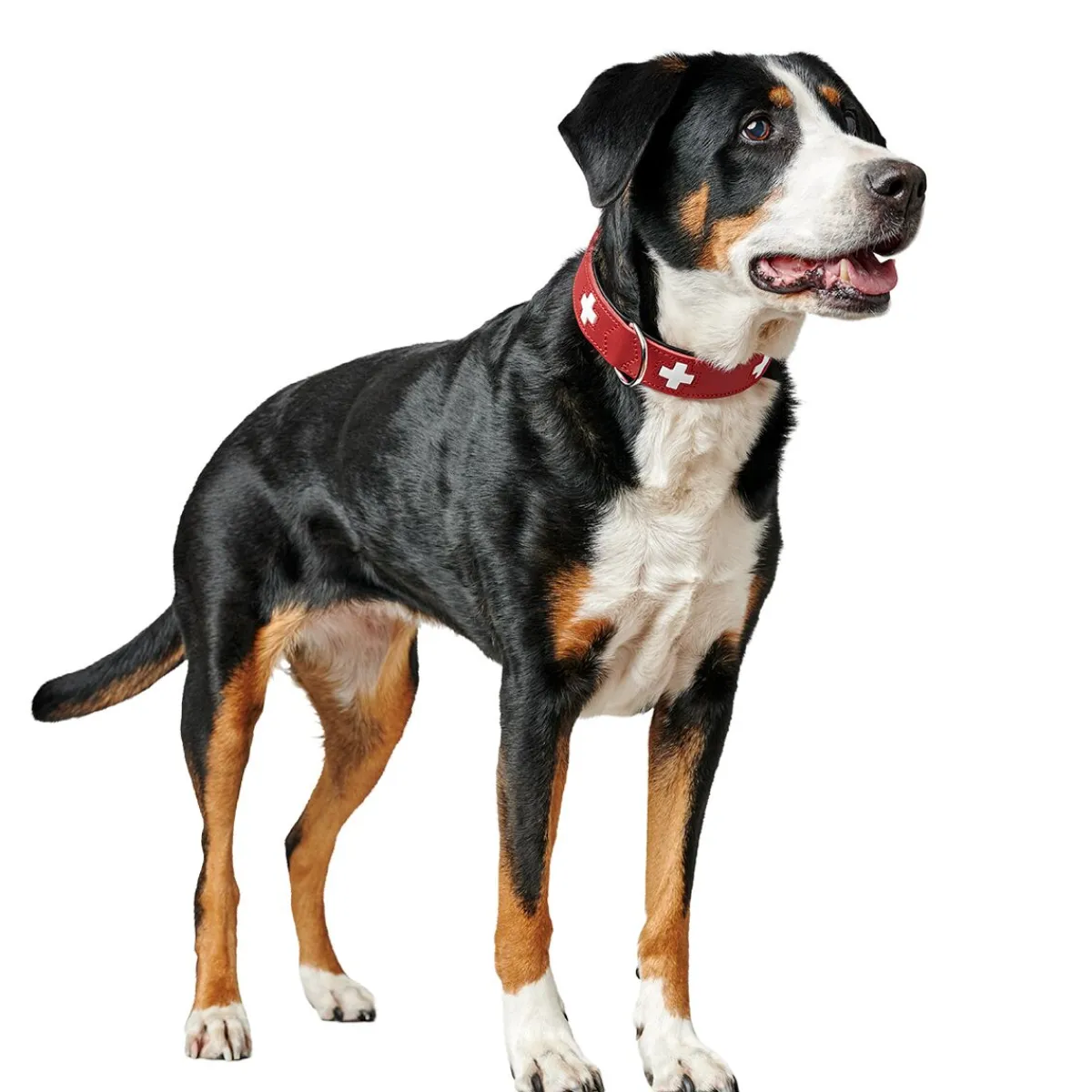 Collar Swiss Red>Hunter Online