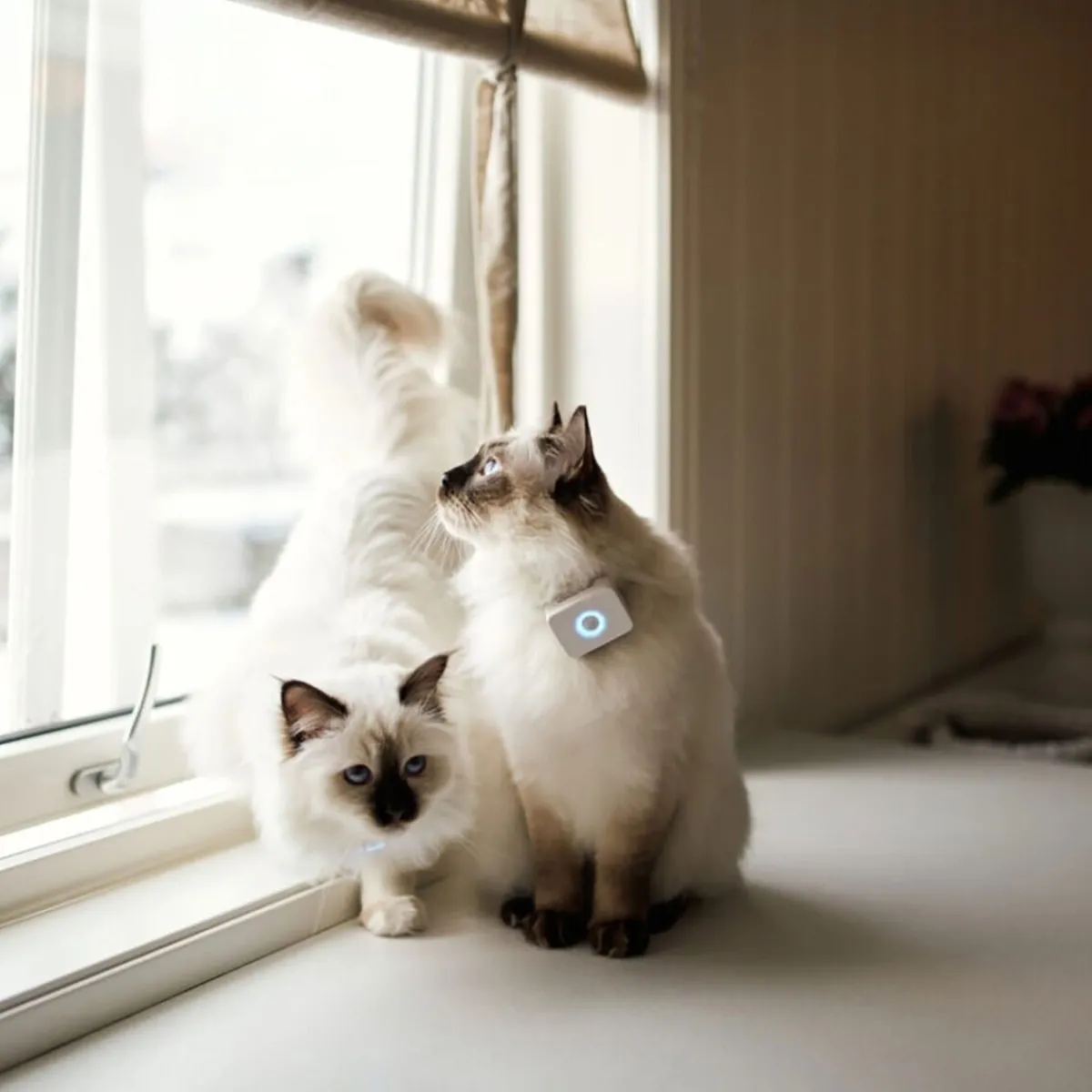 Kissan GPS>Lilcat Clearance