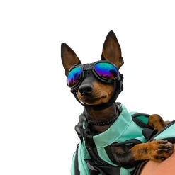 Koiran suojalasit K9 Sport Shades, musta>K9 Sport Sack Outlet