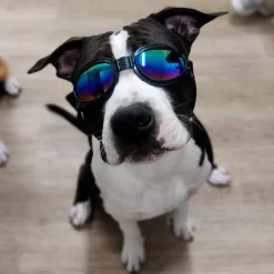 Koiran suojalasit K9 Sport Shades, musta>K9 Sport Sack Outlet