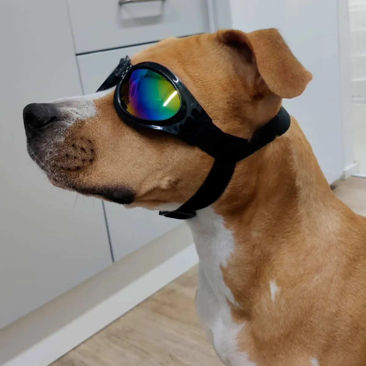 Koiran suojalasit K9 Sport Shades, musta>K9 Sport Sack Outlet
