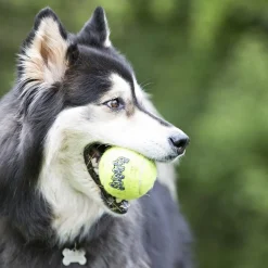 Airdog Squeaker Ball>Kong