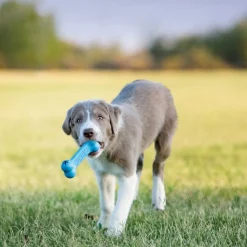 Puppy Goodie Bone, S>Kong New