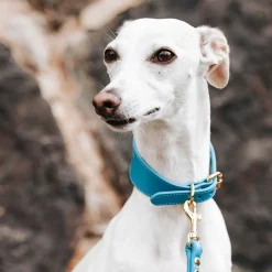 Leveä solkipanta , neonsininen>Collar of Sweden Sale