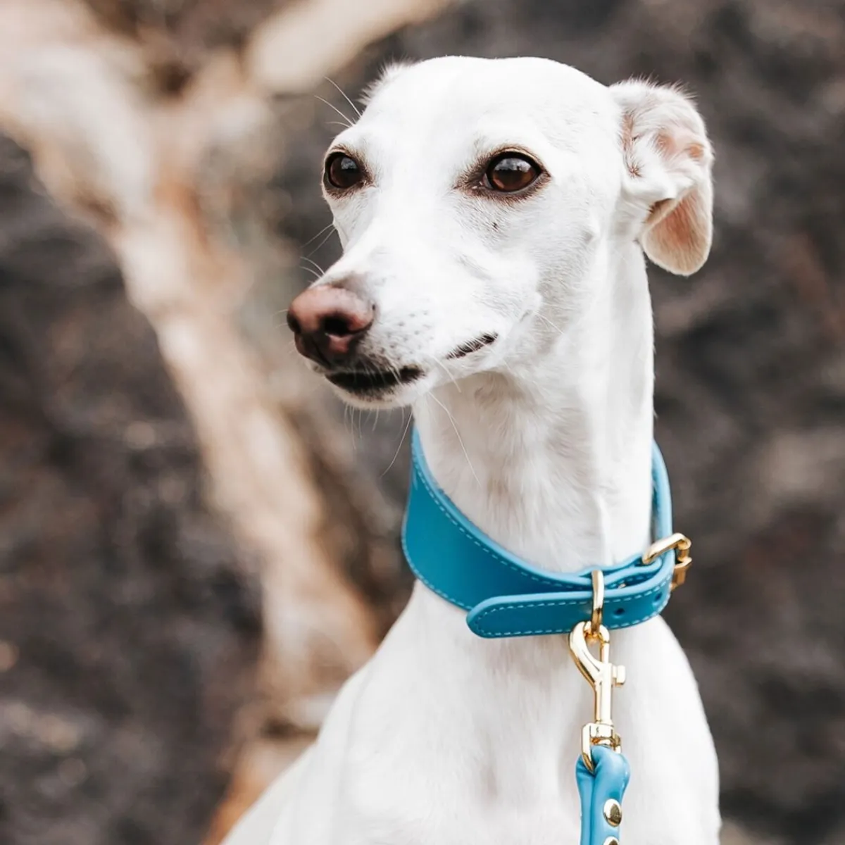Leveä solkipanta , neonsininen>Collar of Sweden Sale