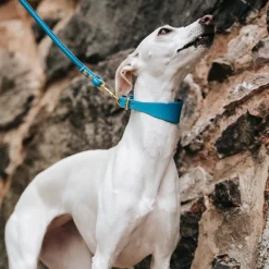 Leveä solkipanta , neonsininen>Collar of Sweden Sale