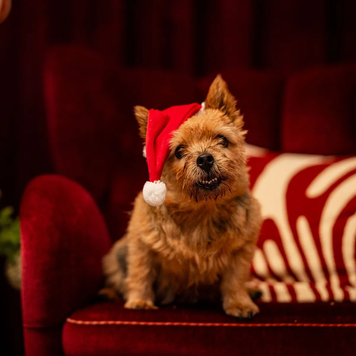 Xmas Tonttulakki>Little&Bigger Best