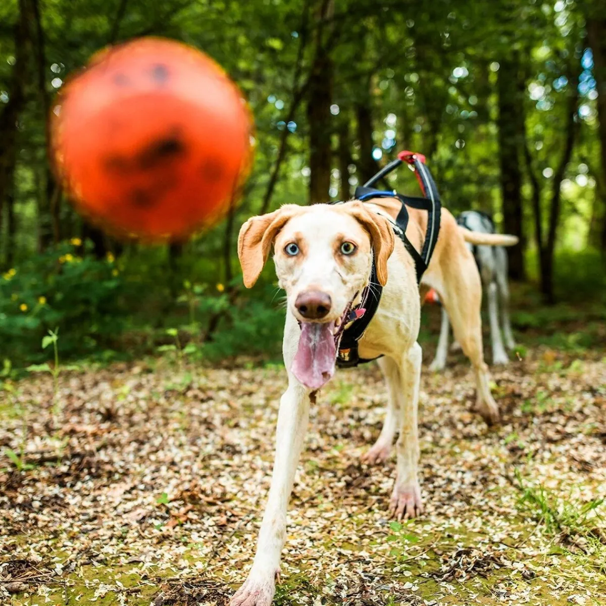 Non-Stop Dog ball>Non-stop dogwear Hot
