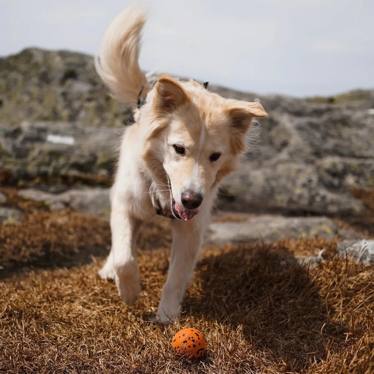 Non-Stop Dog ball>Non-stop dogwear Hot