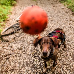 Non-Stop Dog ball>Non-stop dogwear Hot