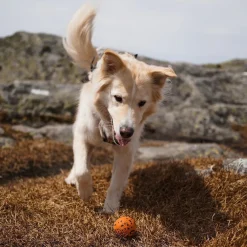 Non-Stop Dog ball>Non-stop dogwear Hot