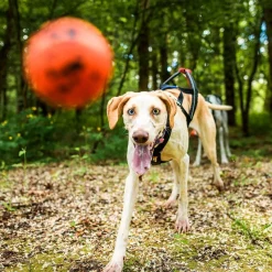 Non-Stop Dog ball>Non-stop dogwear Hot