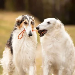 Non-Stop Dog ball on rope>Non-stop dogwear Best