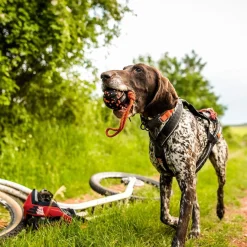 Non-Stop Dog ball on rope>Non-stop dogwear Best